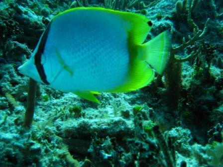 Reef Diving Playa del Carmen - Albertos Scuba