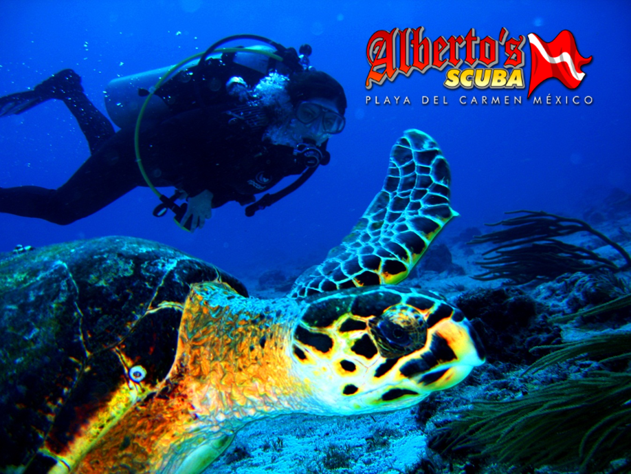 Dive Courses Submarinismo Centro de Buceo Playa del Carmen