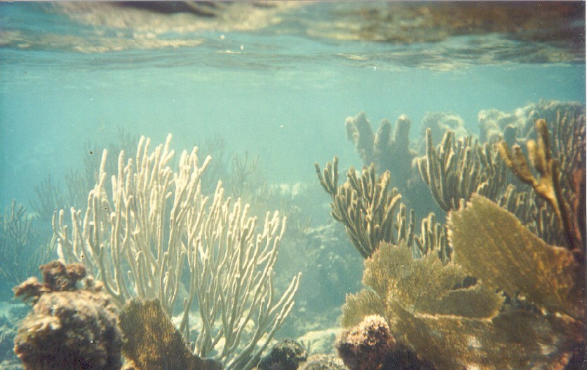 Playa del Carmen Snorkeling - Albertos Scuba