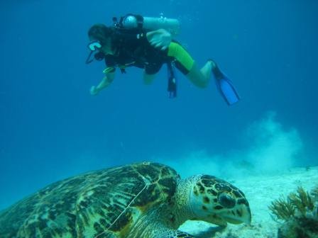 Playa del Carmen Diving with Turtles- Albertos Scuba