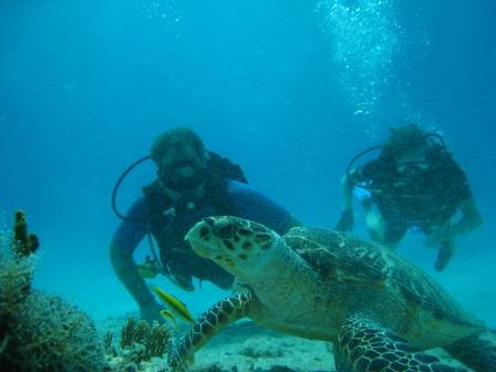 Playa del Carmen Diving with Turtles- Albertos Scuba