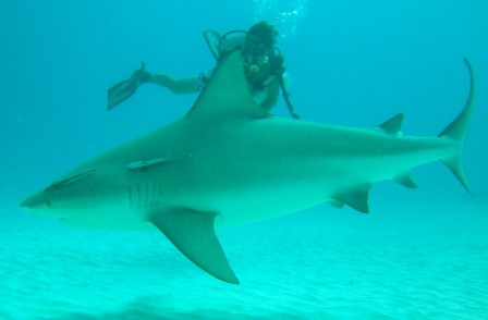 Shark Dive Playa del Carmen - Albertos Scuba