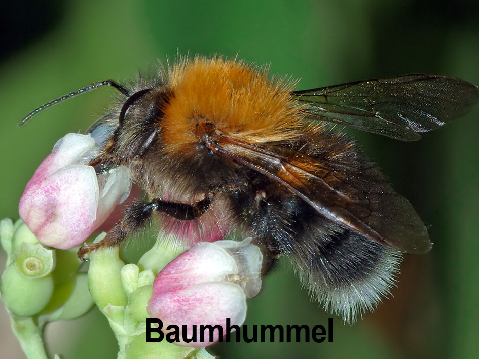Schwarze Hummeln Bilder: Zeichnen lernen mit summenden Spaß!