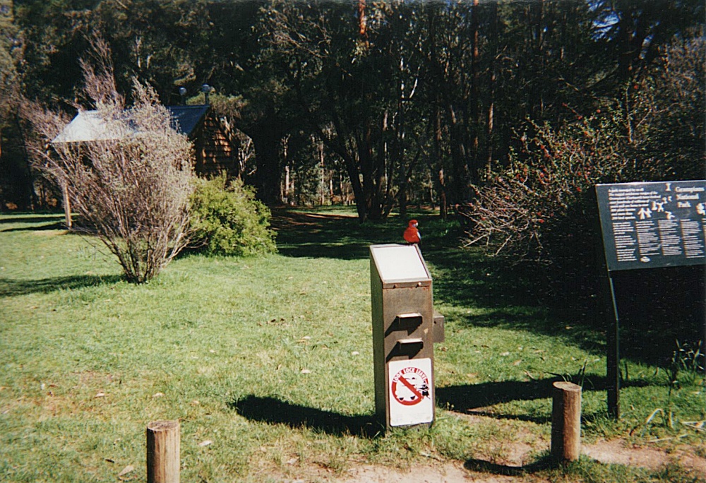 Ein roter Vogel