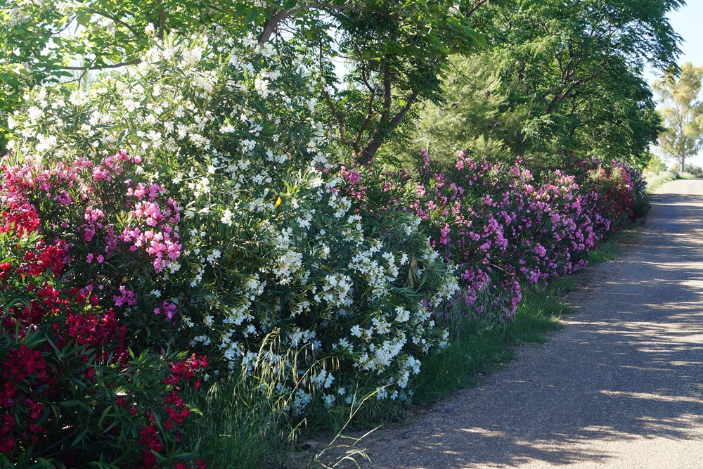 Buntes Gebüsch