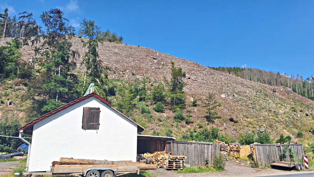 Kahlschlag, bzw. Käferschlag bei Luisental