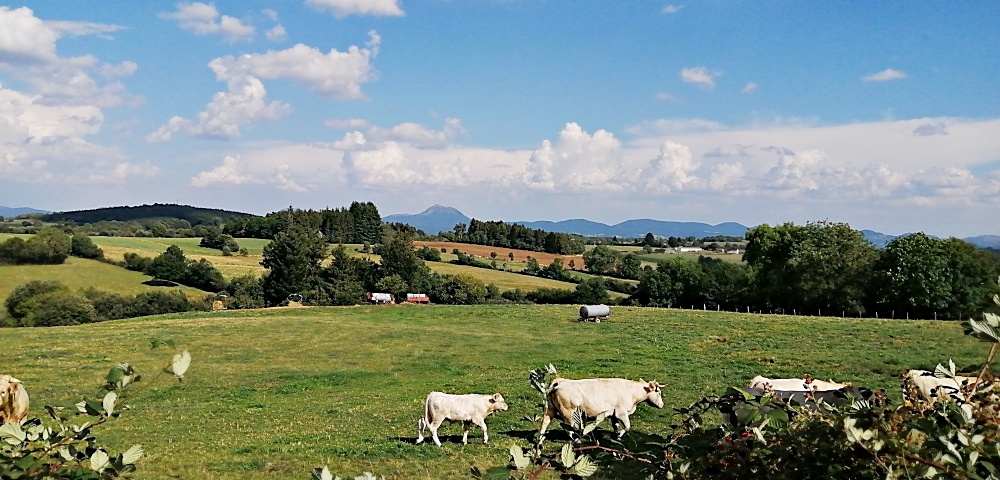 Charolet - Rinder vor dem Puy de Dome