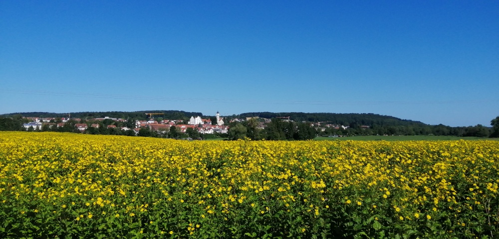 Nein, keine Sonnenblumen sondern Sylvien bei Aulendorf