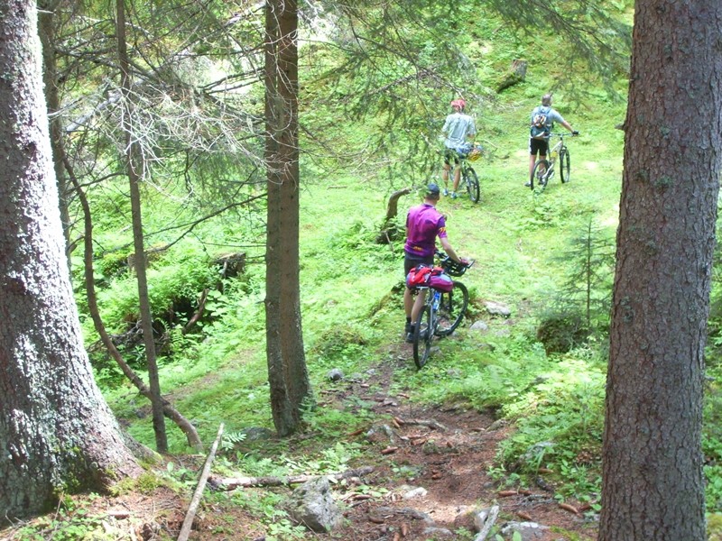 Irrend durch den Wald