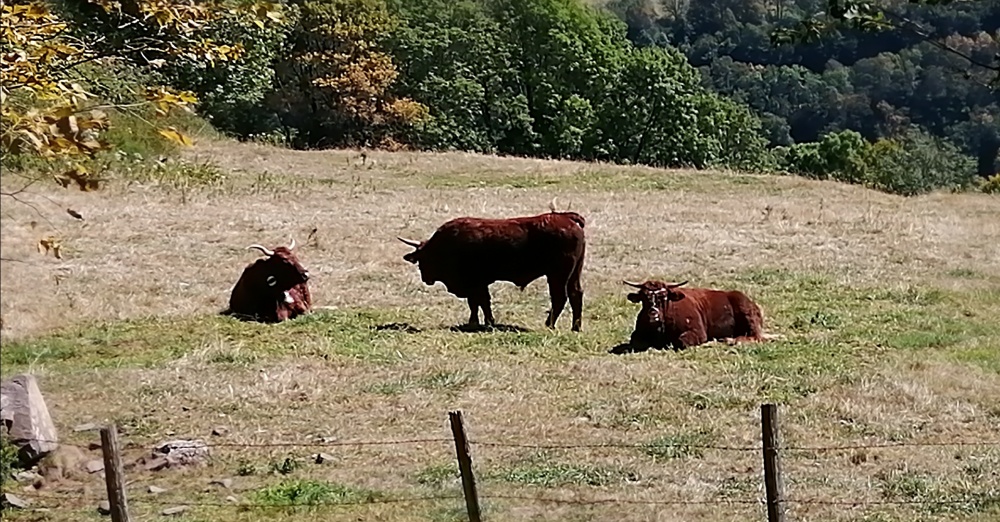 Salers - Rinder in Salers