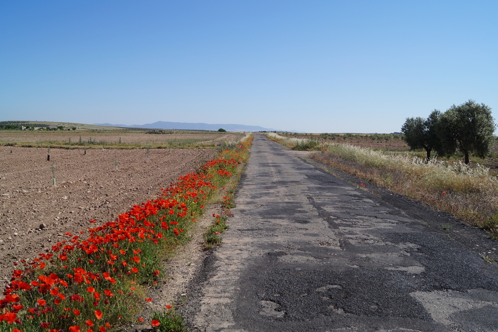 Flache Landschaften mit schlechten Straßen, garniert mit Klatschmohn