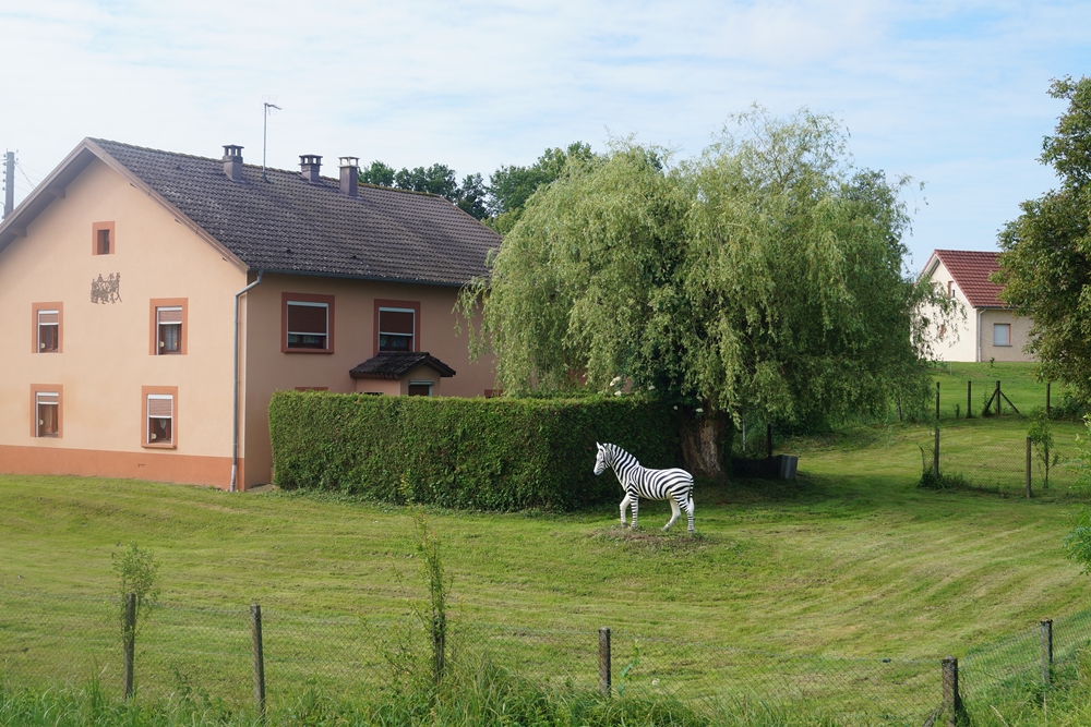 Vermutlich ein französisches Zebra