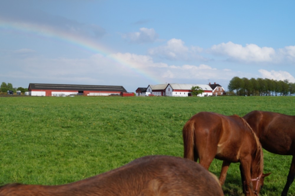 Ein schöner Regenbogen überm Pferderücken