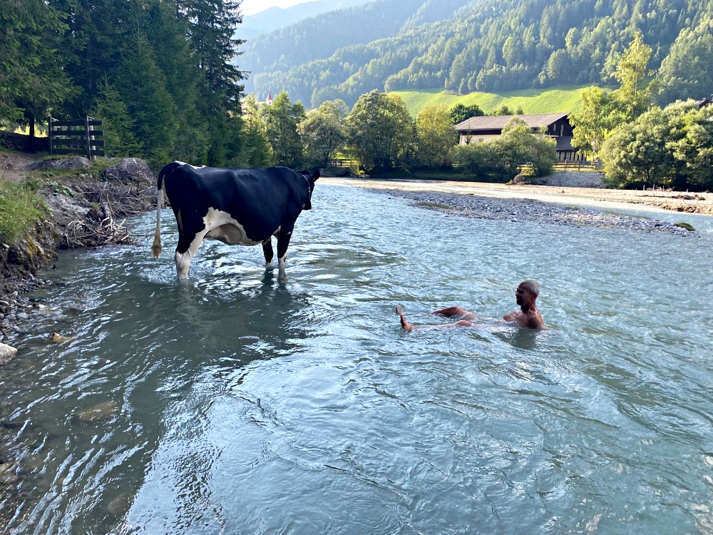 Baden mit Rindvieh