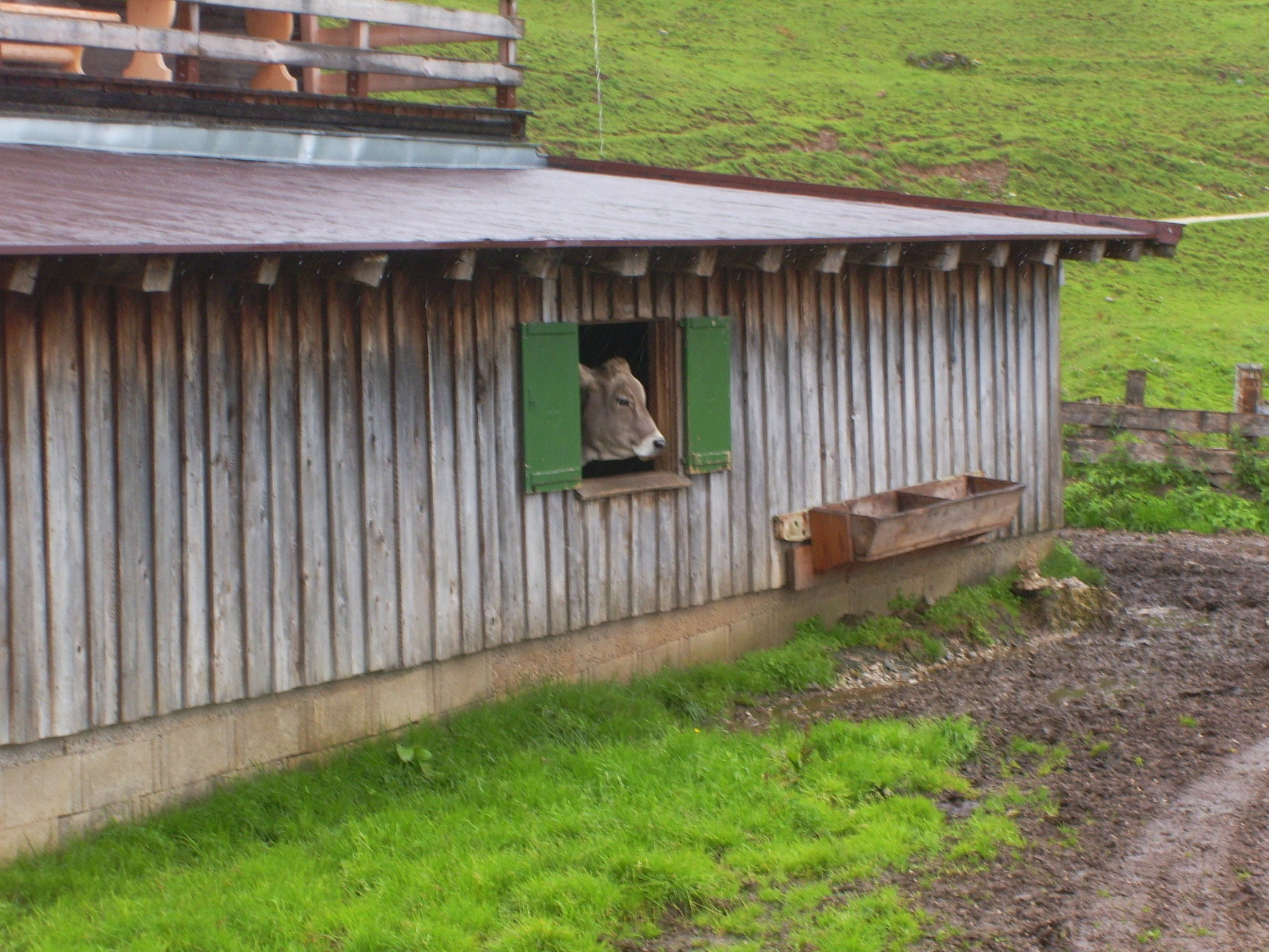 Bei dem Wetter bleibt auch das Vieh im Stall