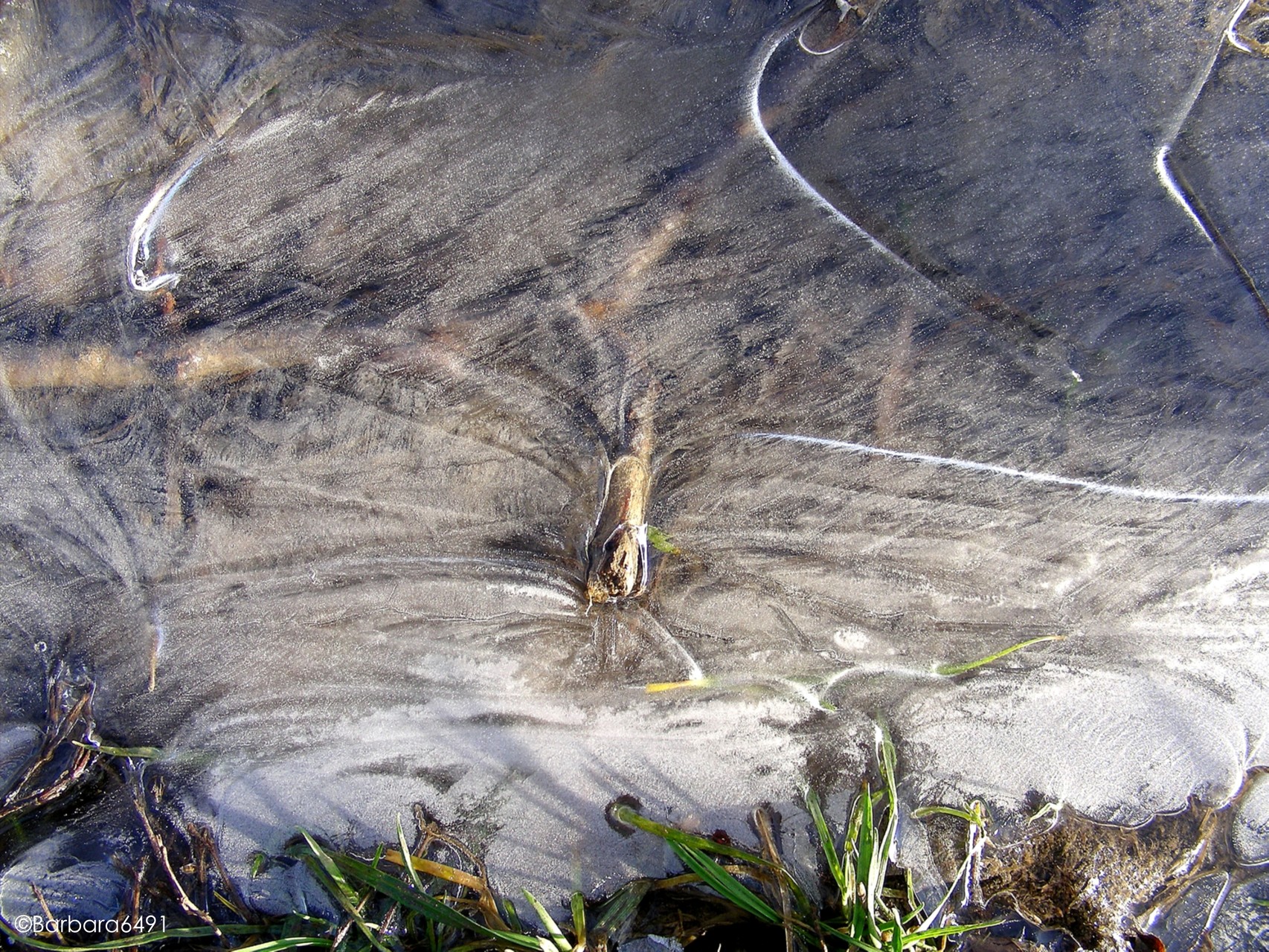 Eispfützen-Libelle