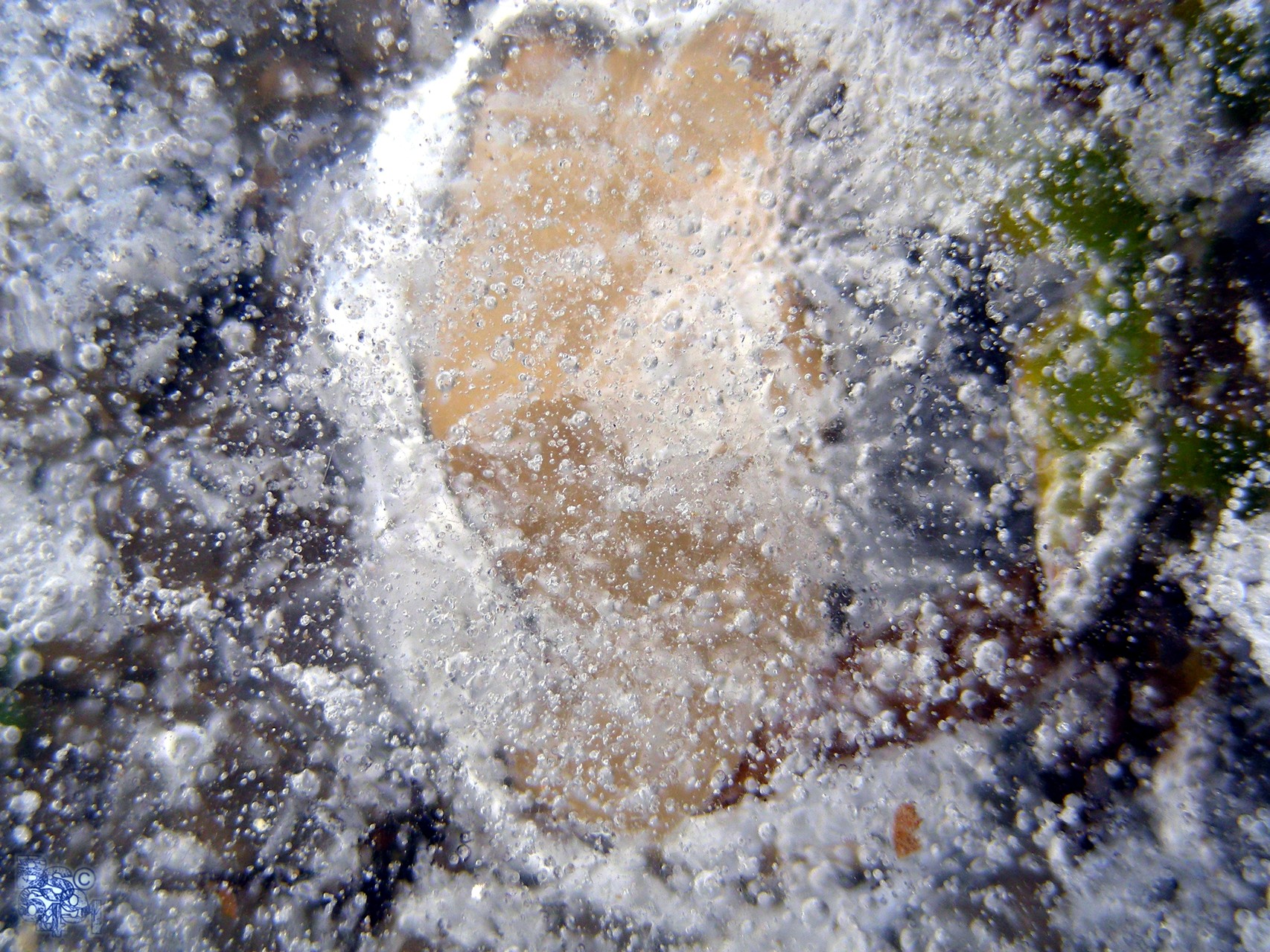 Austernschale aus dem Urmeer, wieder unter Eiswasser begraben