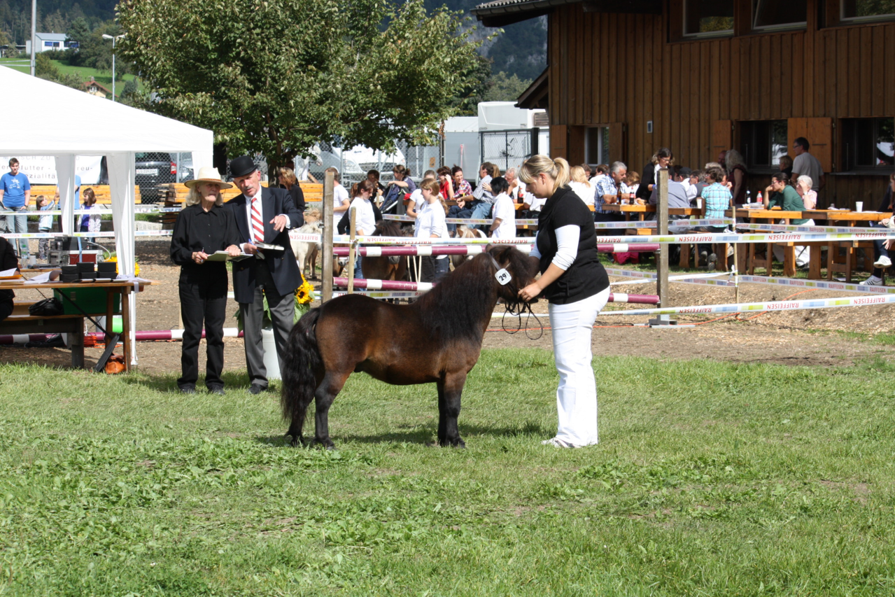 Nationale Ponyschau Balstahl 2012, 6. Rang