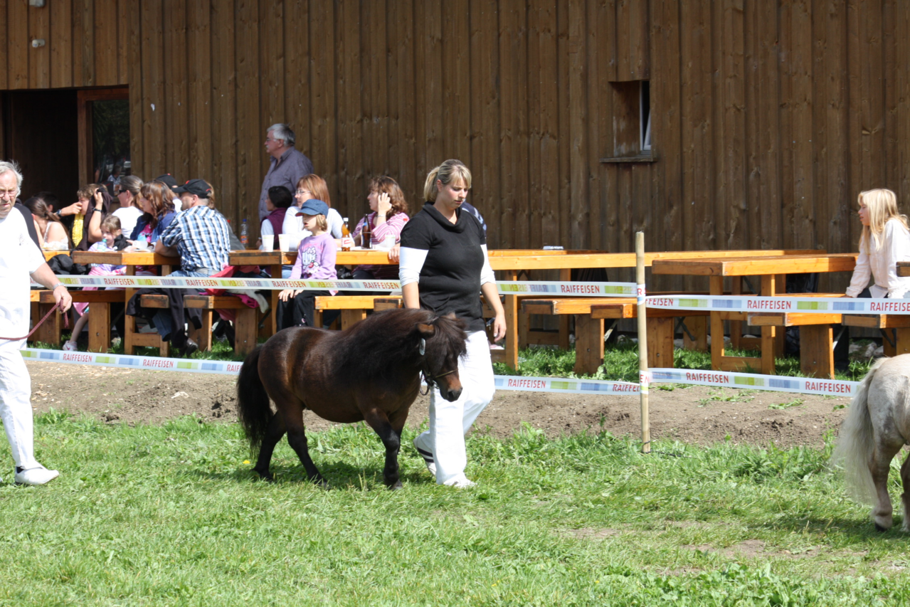 Nationale Ponyschau Balstahl 2012, 6. Rang