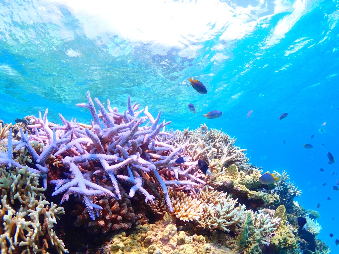 可以潛水，浮潛的沖繩旅遊。觀光景點，好玩又有趣。OKINAWA 青之洞窟。