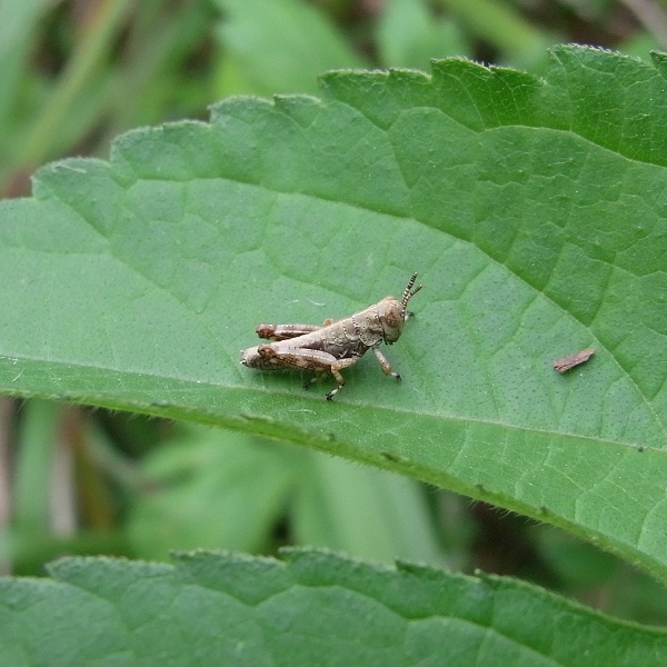 フキバッタ幼虫（バッタ科）a30