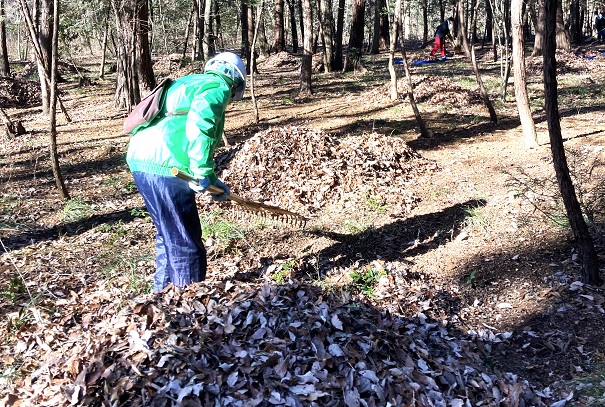 ⑤かき集めた落ち葉を何カ所かに集める