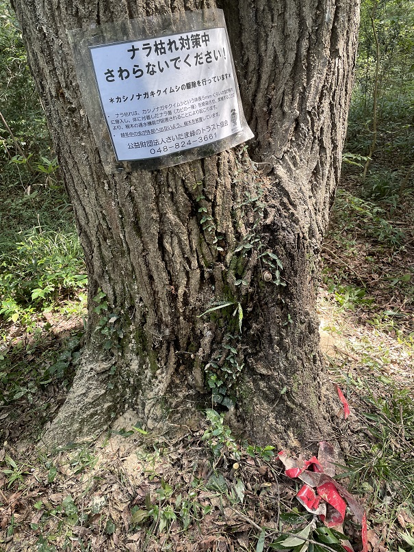 ⑨昨年カシナガワクチンを打った大木が沢山のカシナガ攻撃を受けている