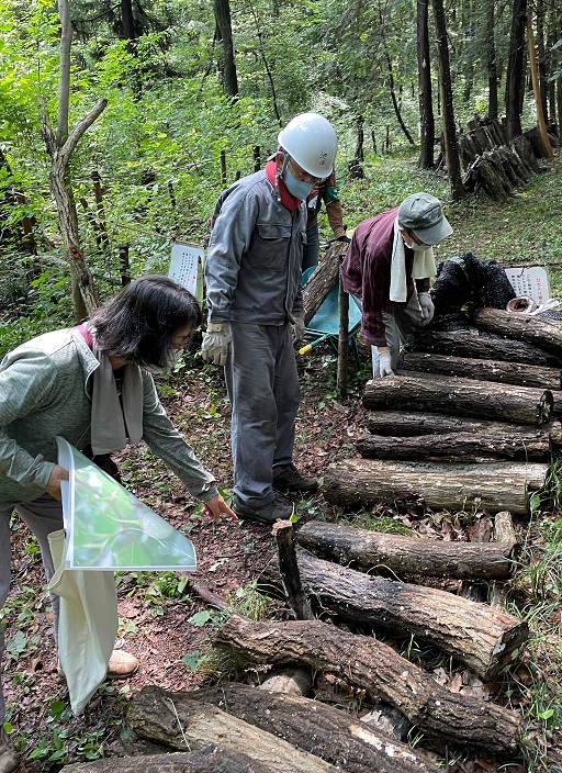 ⑬仮伏せしていたシイタケの榾木を移動
