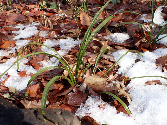 ②林床には2月9日の雪、まだ残る