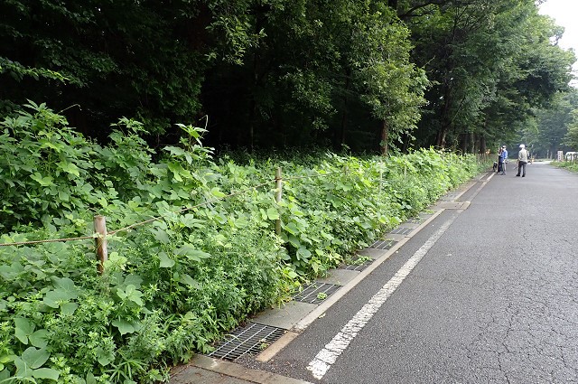 ①南の森道路沿い早くもクズなどが繁殖