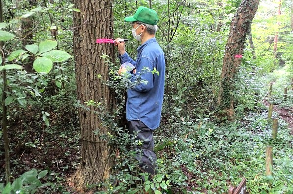 ⑥カシナガ被害木にマーキングして記録