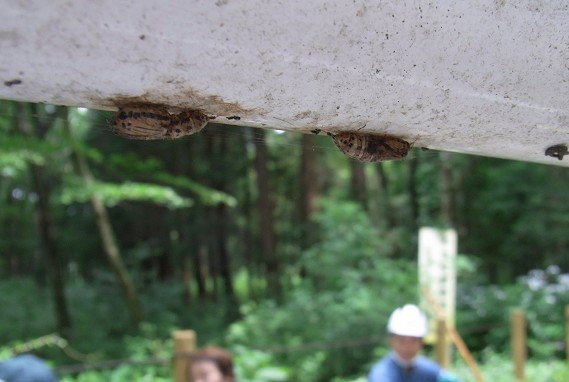 ⑧逆さになってへばりついているのはキアシドクがの蛹抜け殻