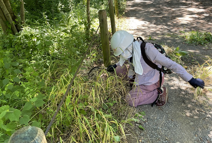 ⑭散策路脇ノコガマできれいにする