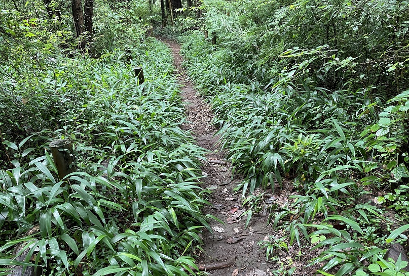 ⑨南の森散策路の両脇にササクサがびっしり、刈り取り必要