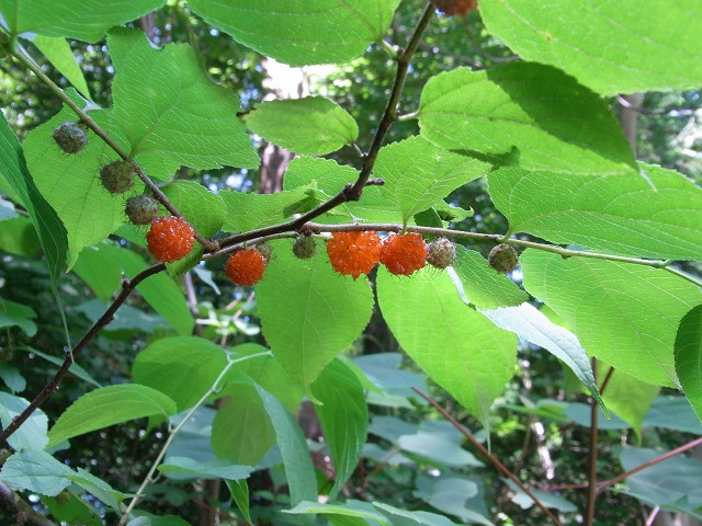コウゾ（クワ科）の実落葉低木a17
