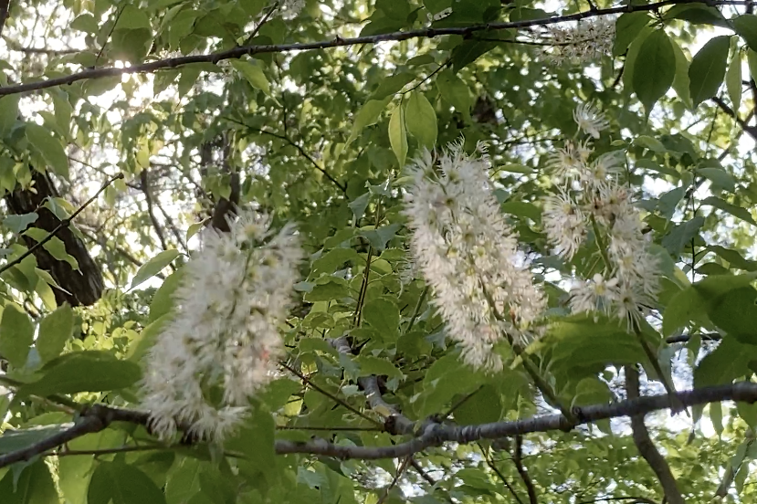 ㉓ウワミズザクラの花です