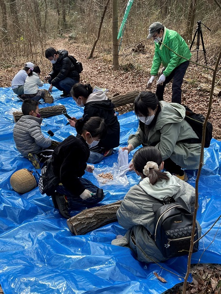 ⑧ブルーシートの上でシイタケのコマ打ち