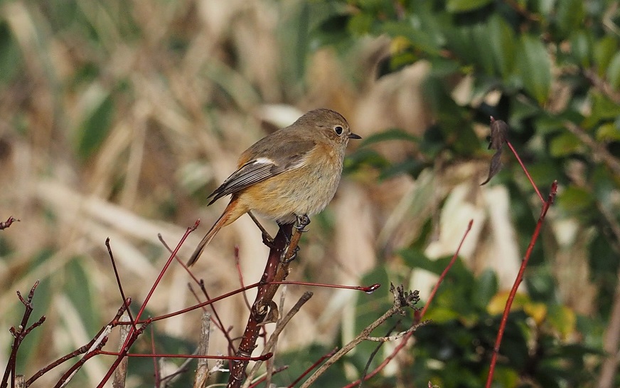 1月ジョウビタキ♀