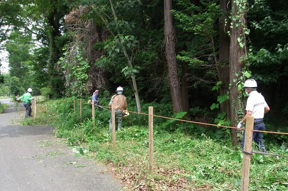 ④クズもだいぶ伸びてきましたね！