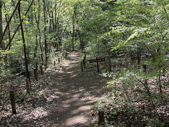 ⑧新緑の中ごみを拾いながら散策路を歩く