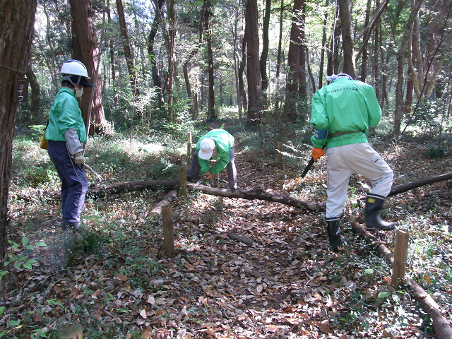 ⑧細いところは手鋸でも十分伐れます