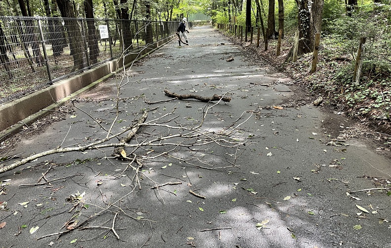 ⑦トラスト地南の森と公園の境の路面には多くの刃礫が落下していました
