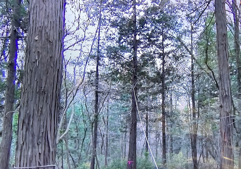 ⑫ロープをつないでいる木の高さを想像してみてください