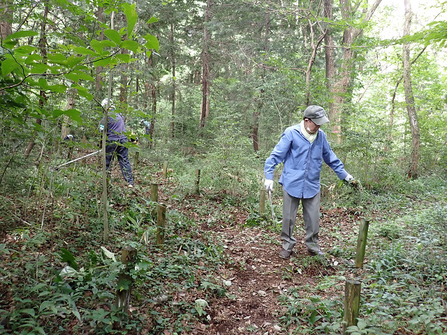 ⑦ノコガマを使って草を刈り取っています