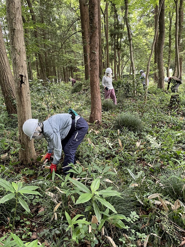 ⑫林床の残したい草木はよく確認しながらの作業