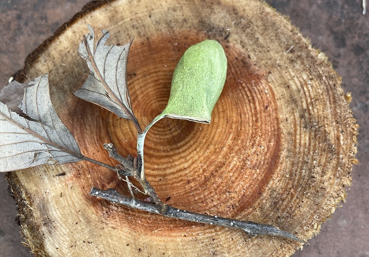 ㊸散策路の脇にウスタビガの繭がありました