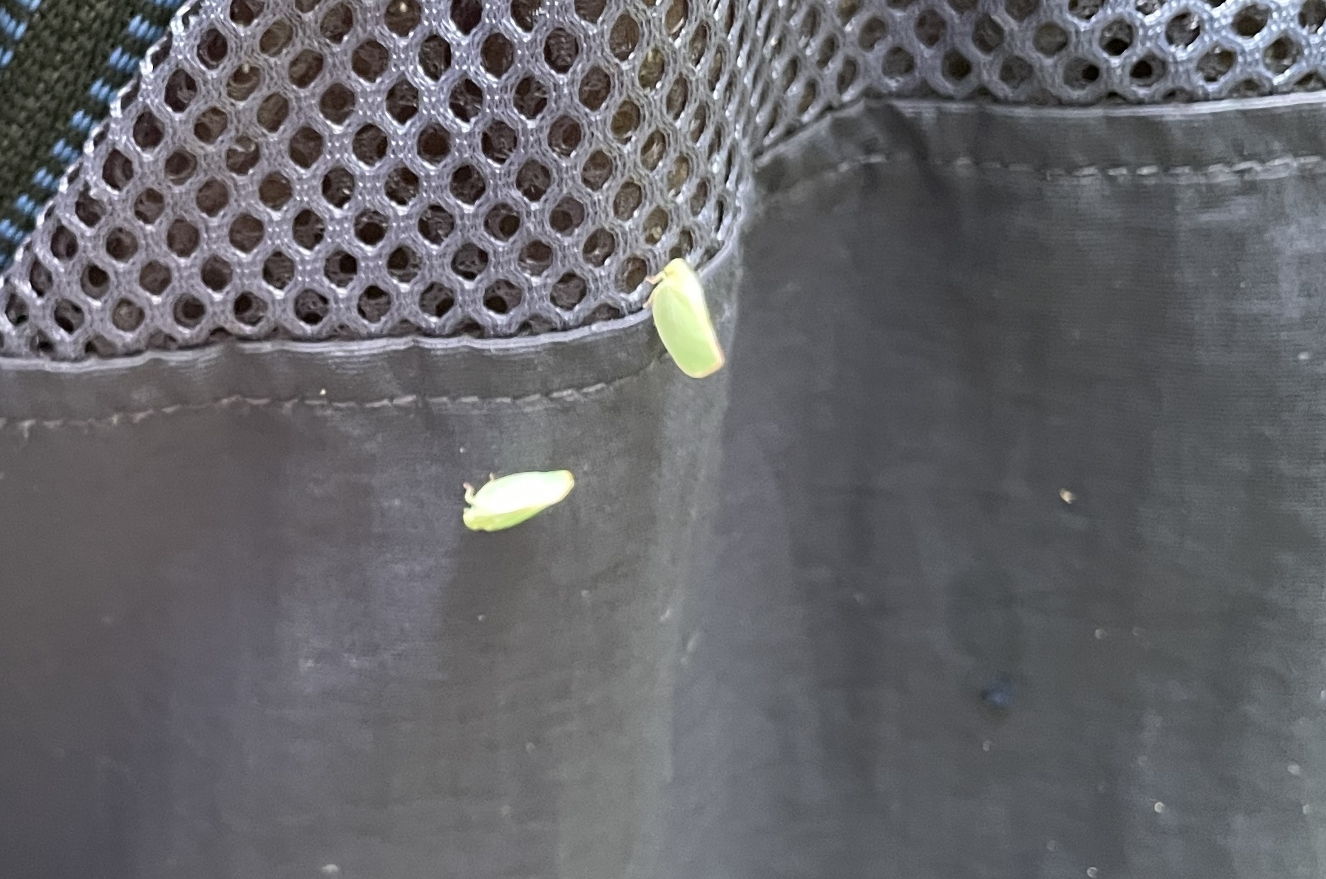 ⑥木を倒したときに多くの虫（アオバハゴロモ）が飛び交っていました
