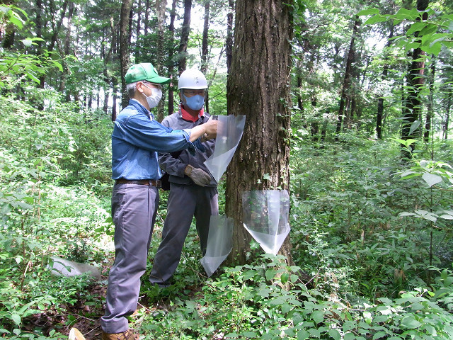 ⑦この木もやられているこの木を含めこの周り5本目