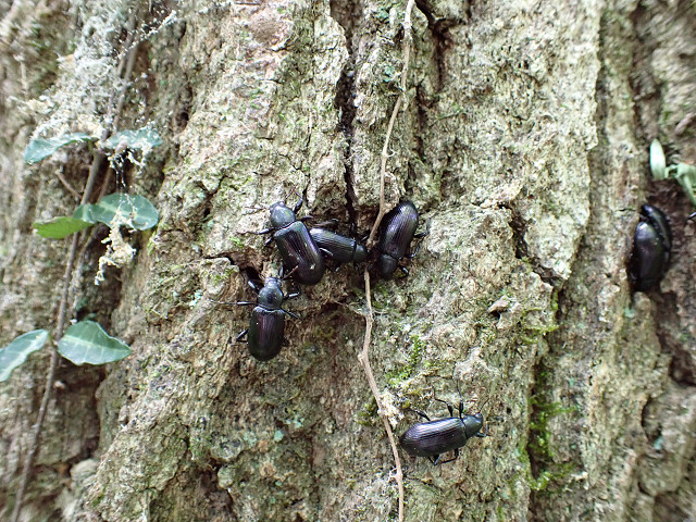 ルリゴミムシダマシ（甲虫目ゴミムシダマシ科）5-8月枯れ木