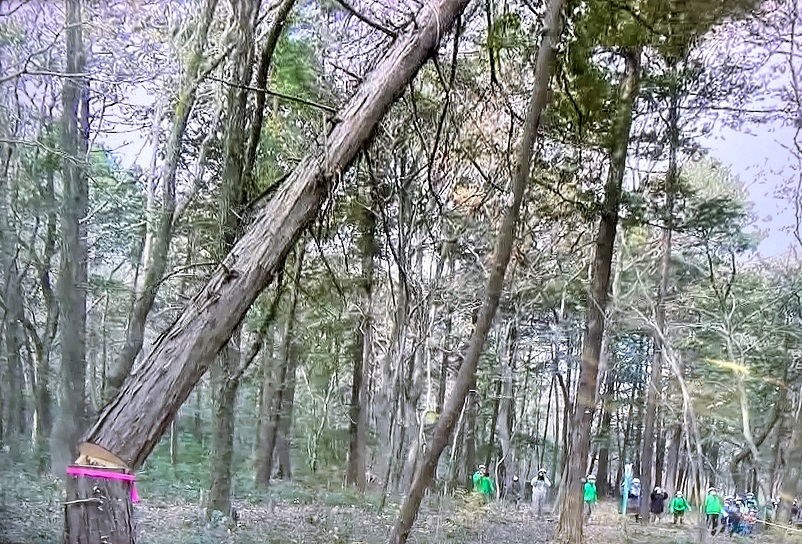 ㉕木は倒したい方向にゆっくりと倒れていきます